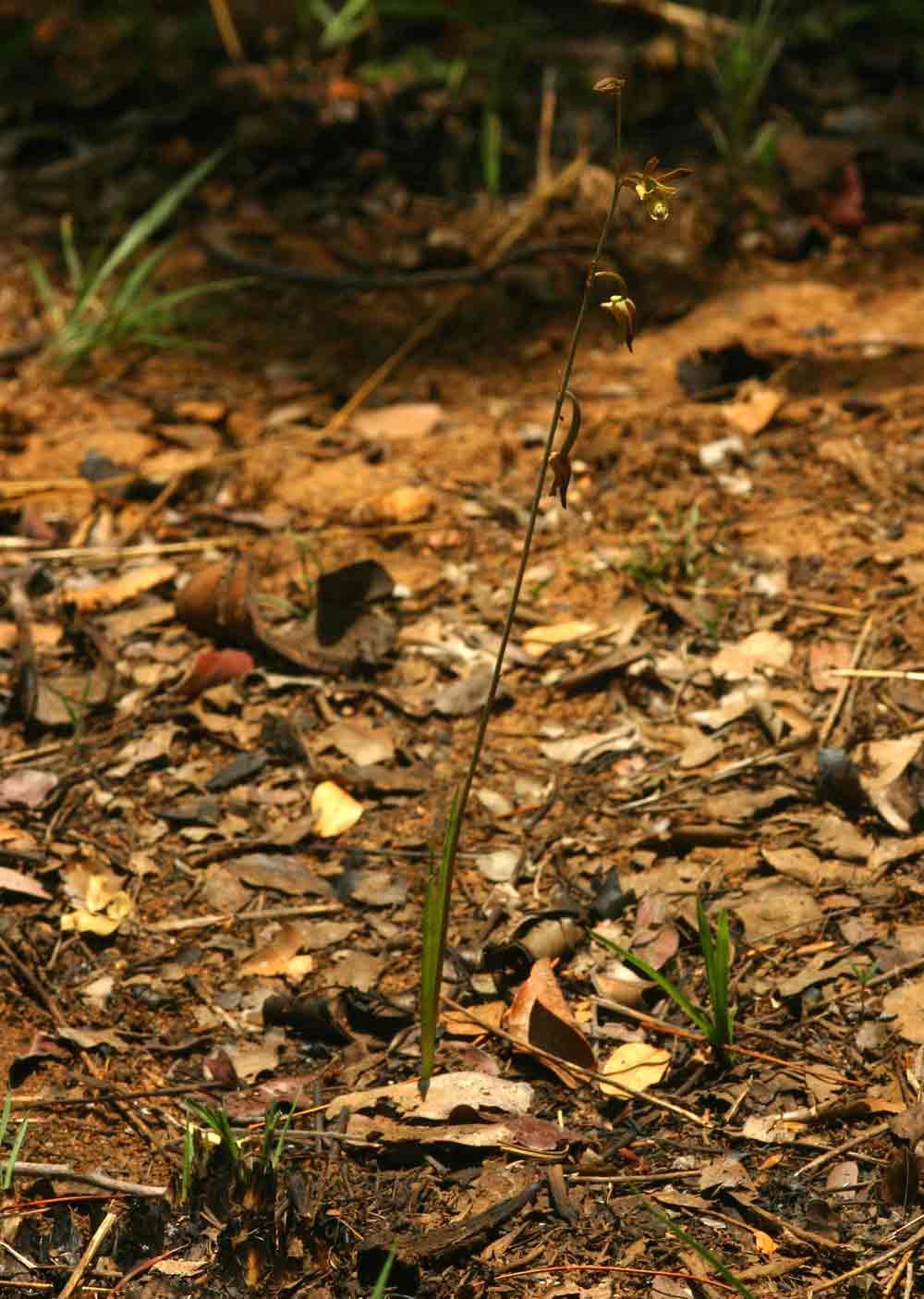 Eulophia rolfeana Eulophia rolfeana
