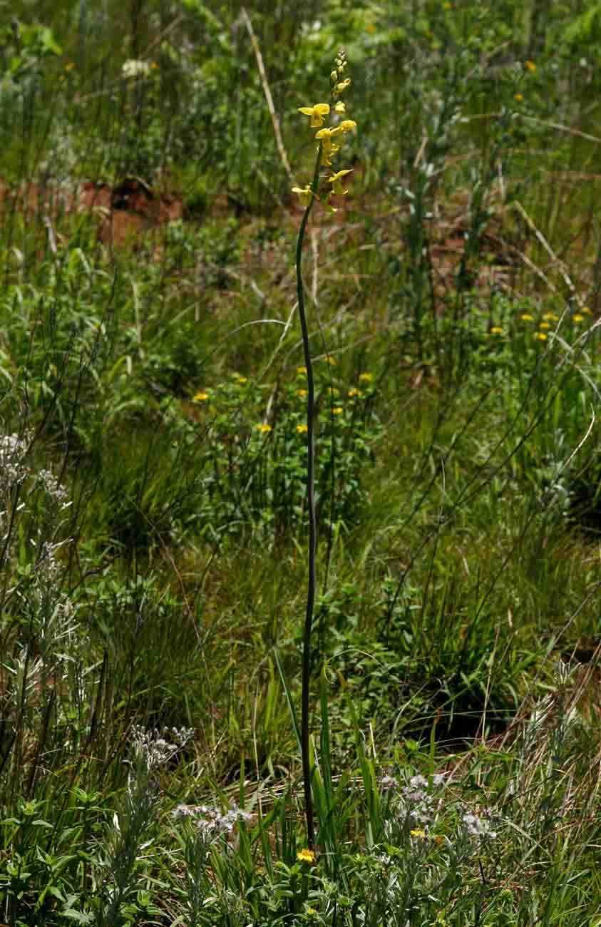 Eulophia speciosa Eulophia speciosa