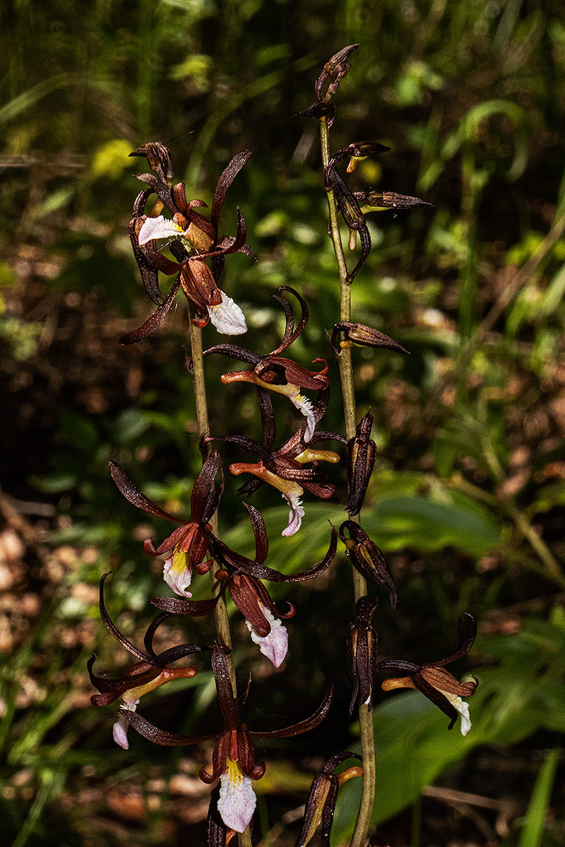 Eulophia subsaprophytica