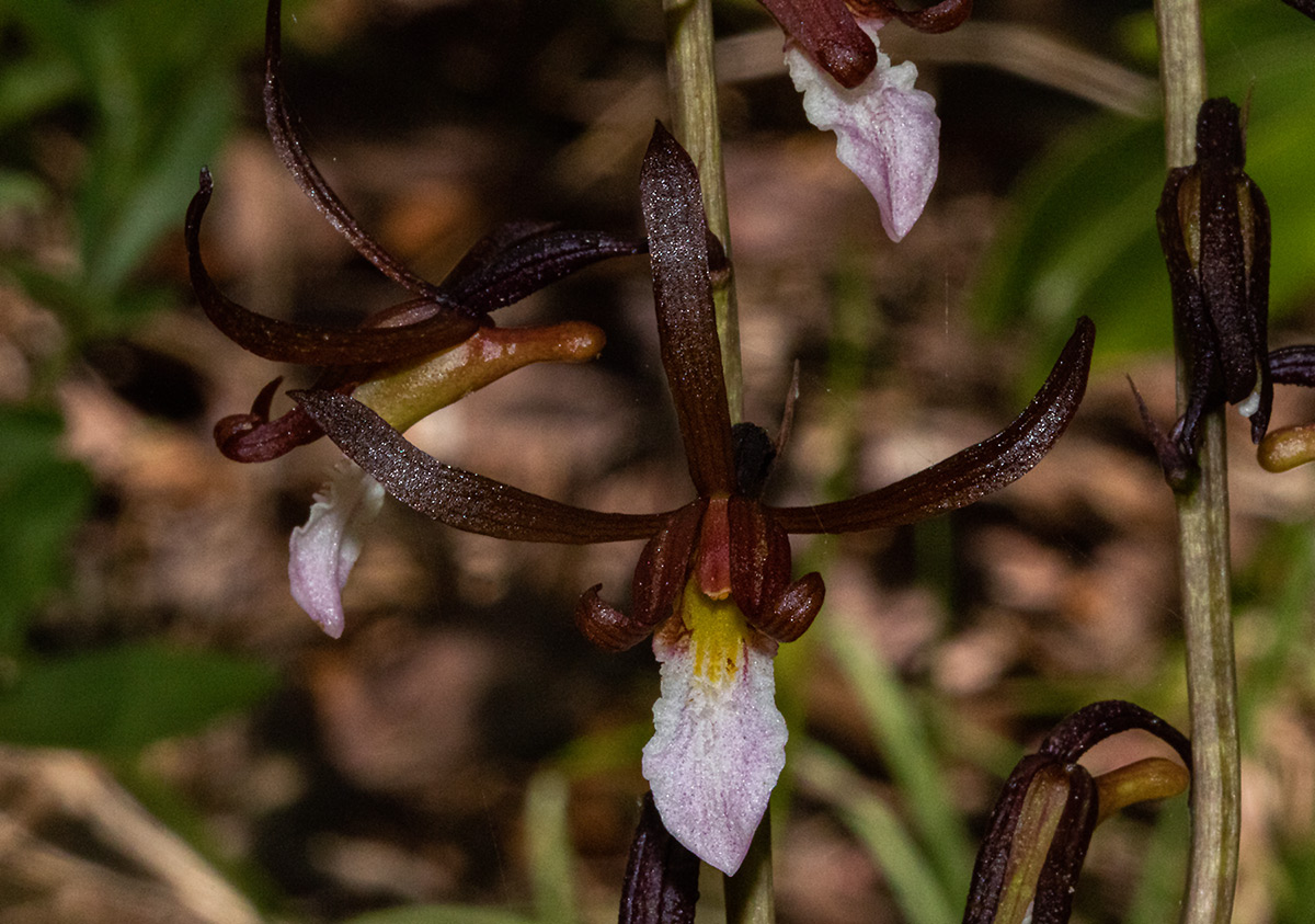 Eulophia subsaprophytica