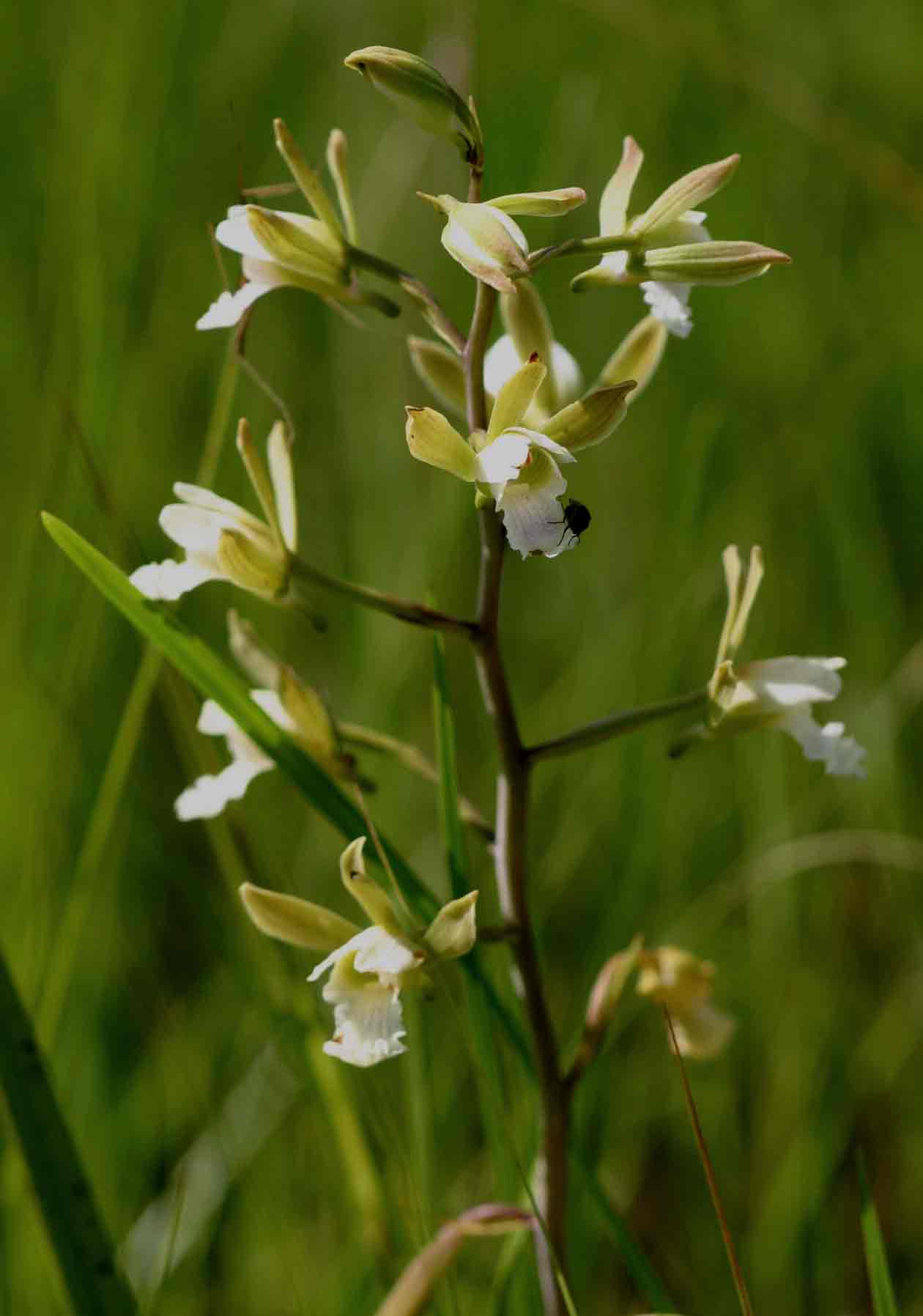 Eulophia tanganyikensis