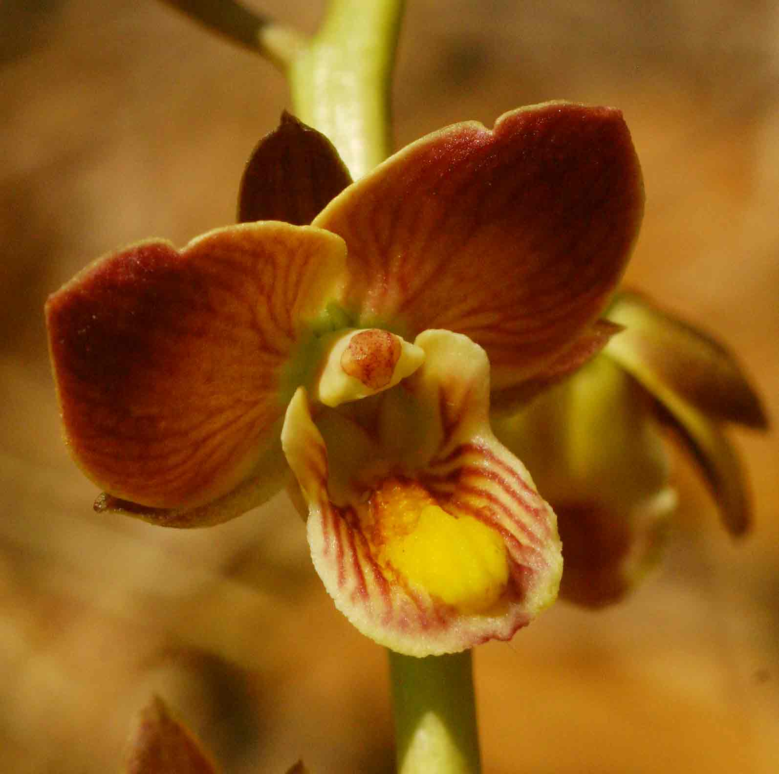 Eulophia tuberculata