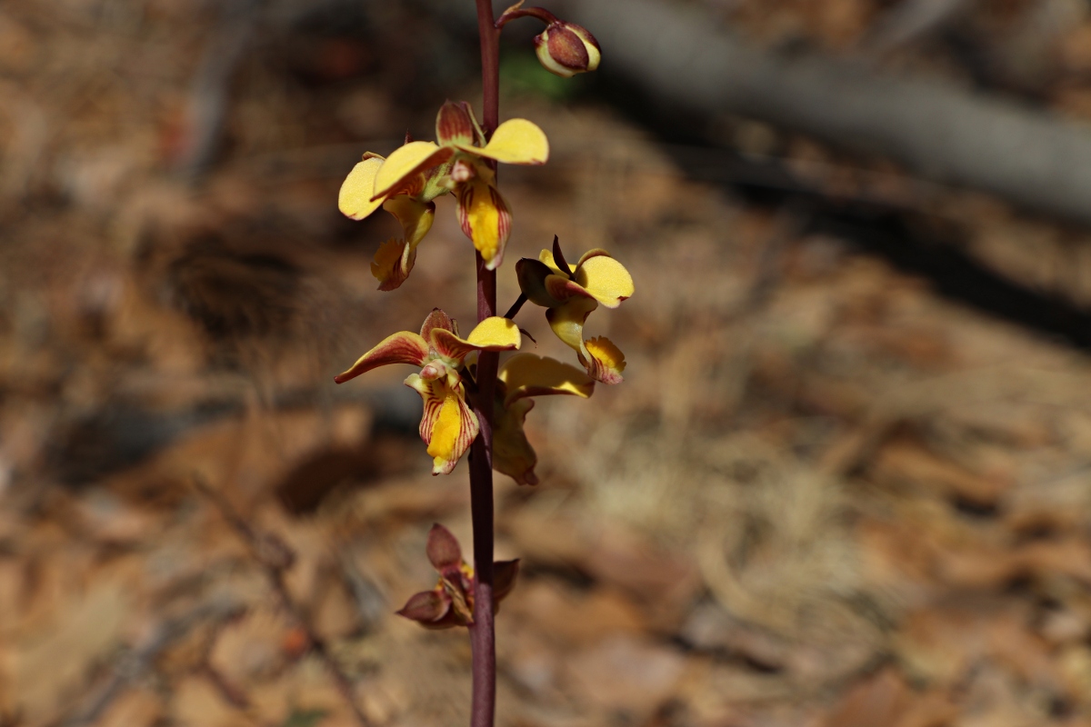 Eulophia tuberculata