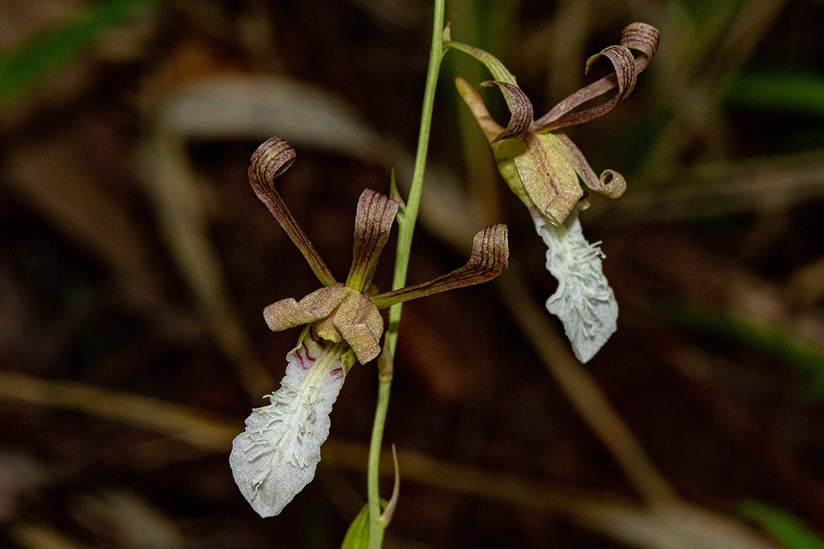 Eulophia venulosa Eulophia venulosa