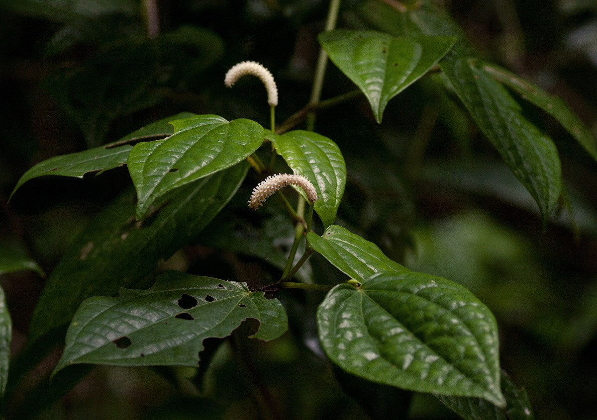 Piper capense var. capense