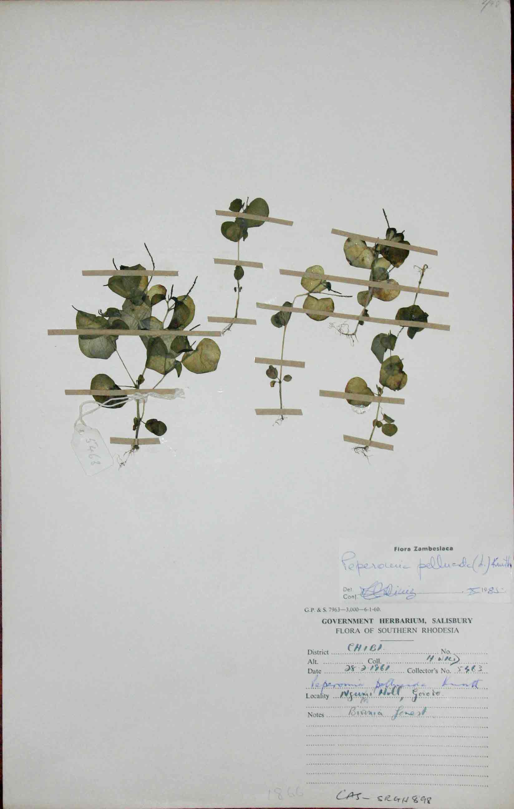 Peperomia exigua