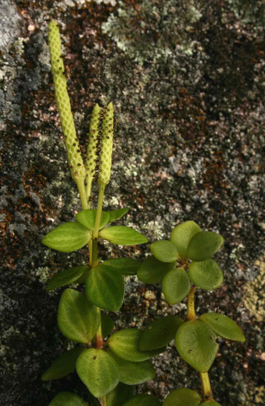 Peperomia tetraphylla