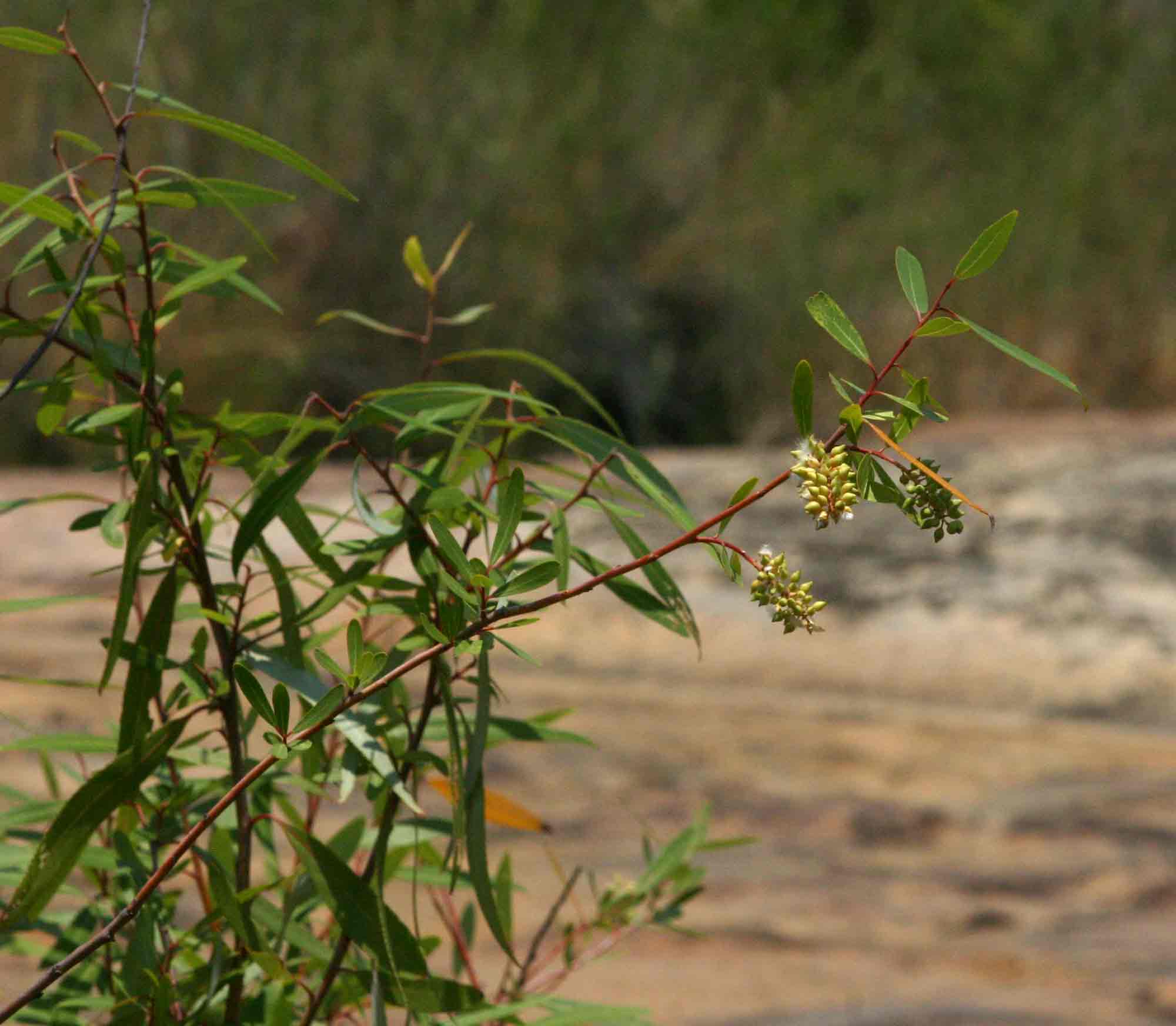 Salix mucronata subsp. subserrata