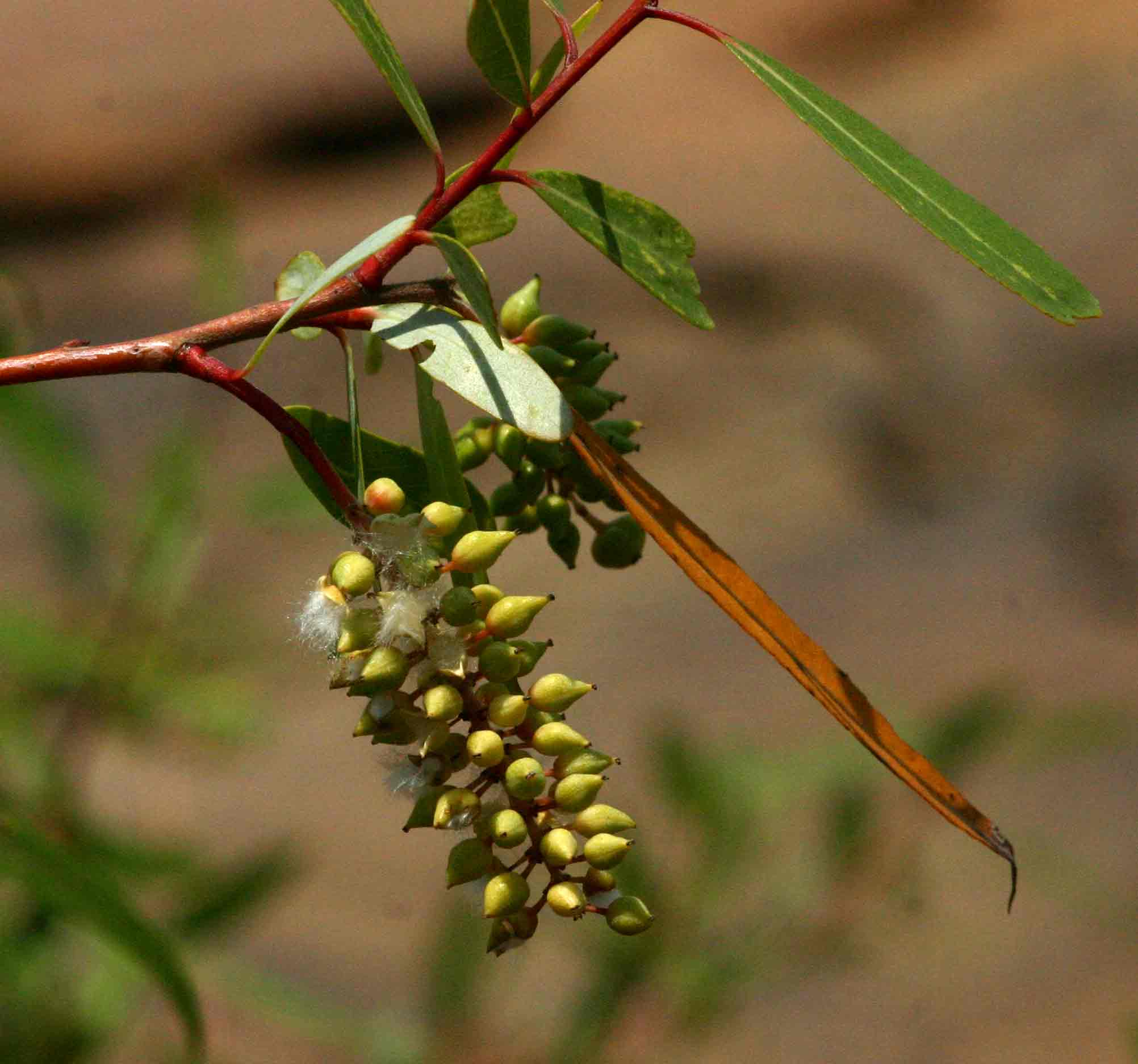 Salix mucronata subsp. subserrata