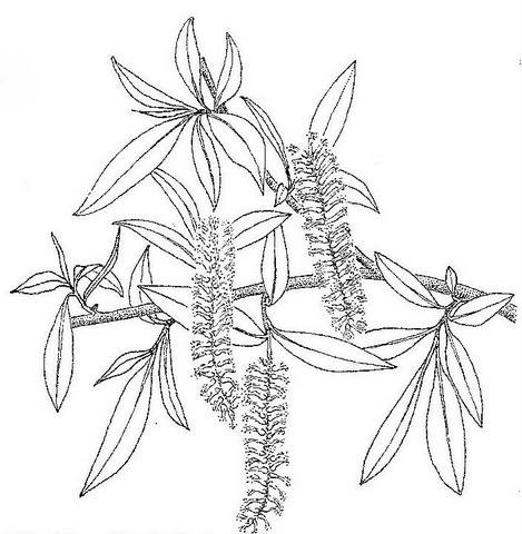 Salix mucronata subsp. subserrata