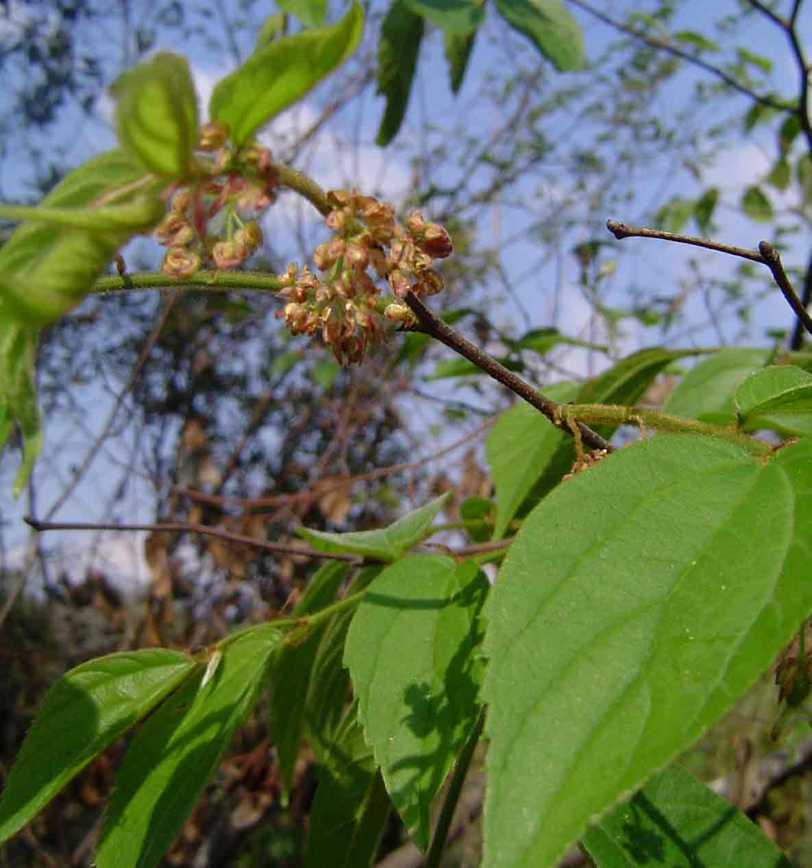 Celtis africana