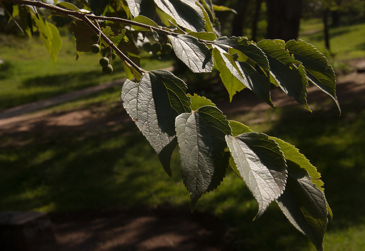 Celtis africana