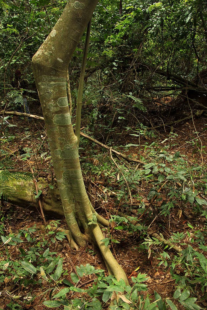 Celtis gomphophylla