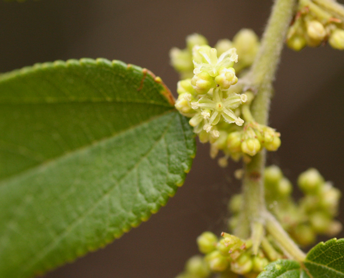 Trema orientale Trema orientale