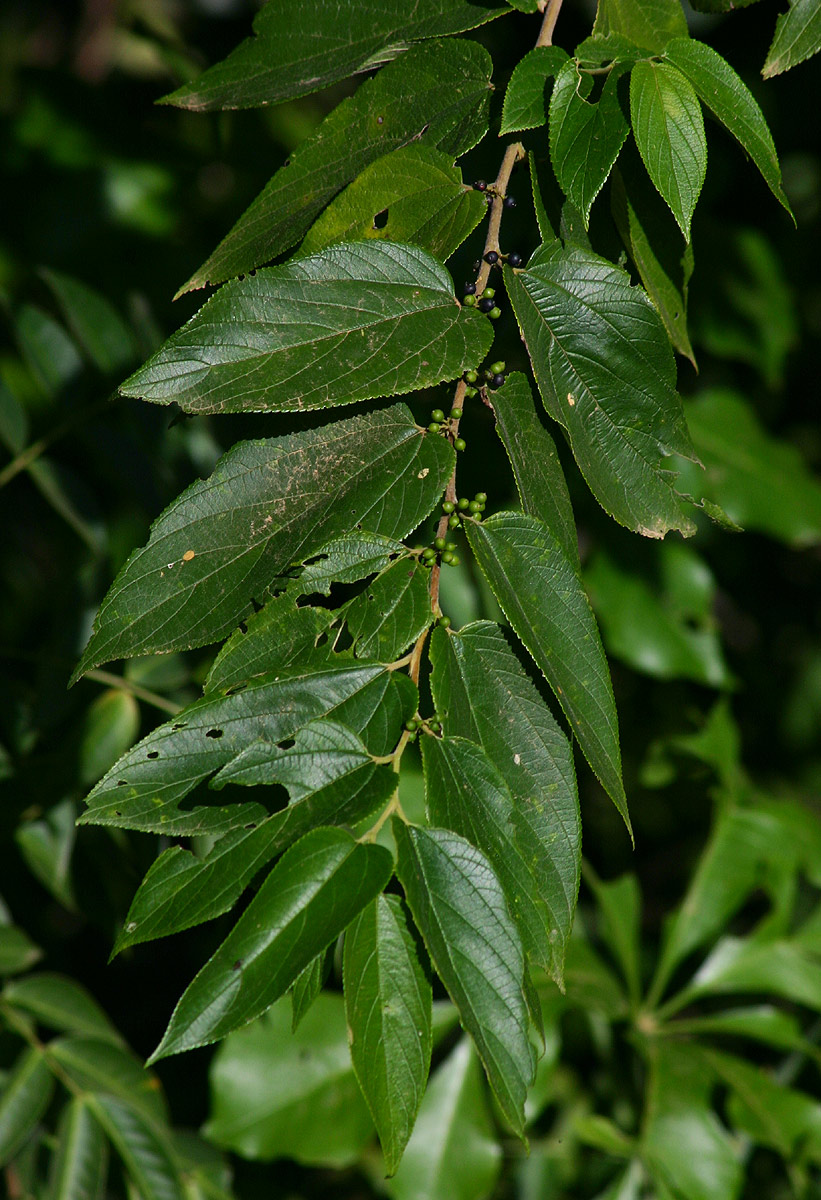 Trema orientale Trema orientale