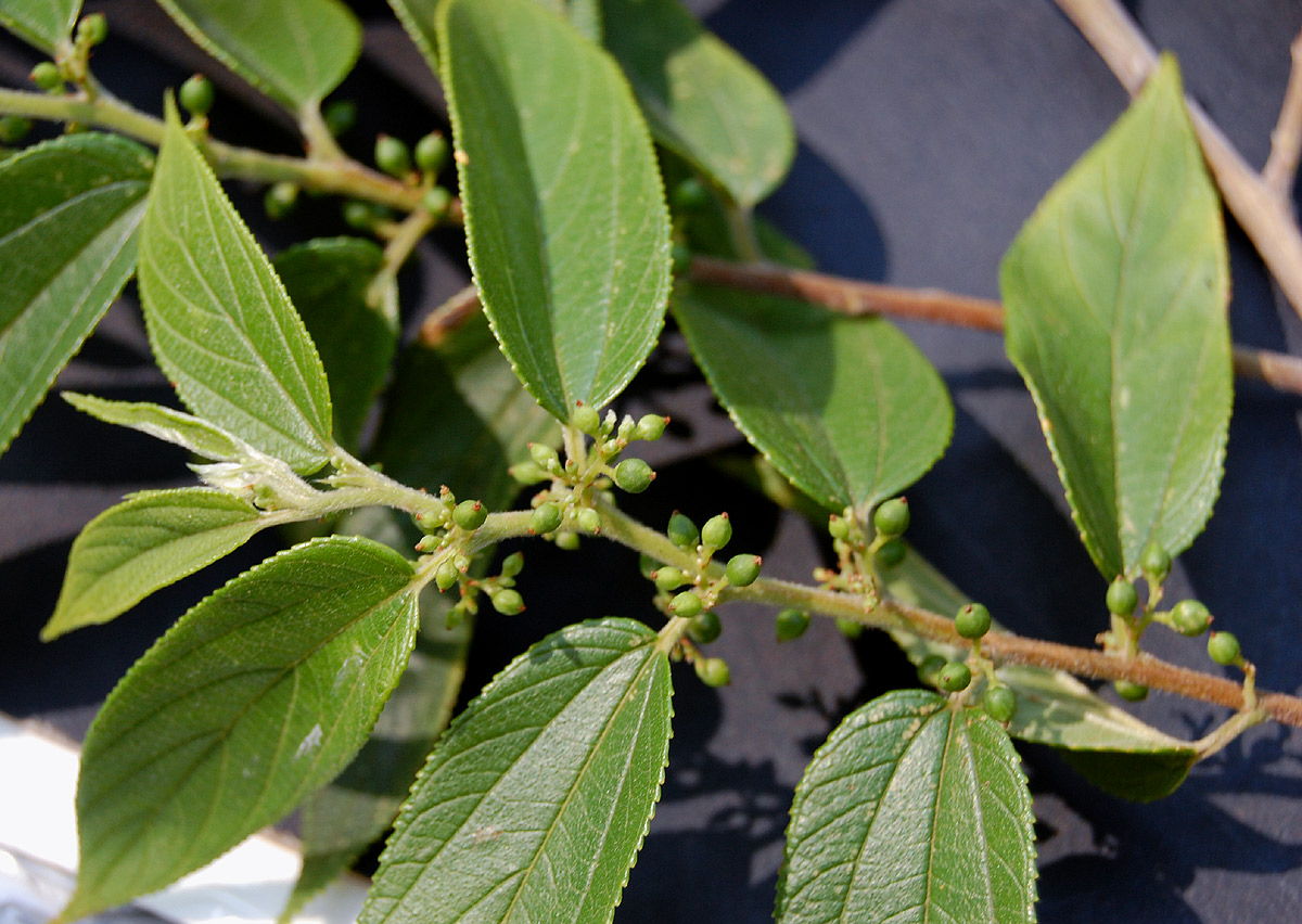 Trema orientale Trema orientale