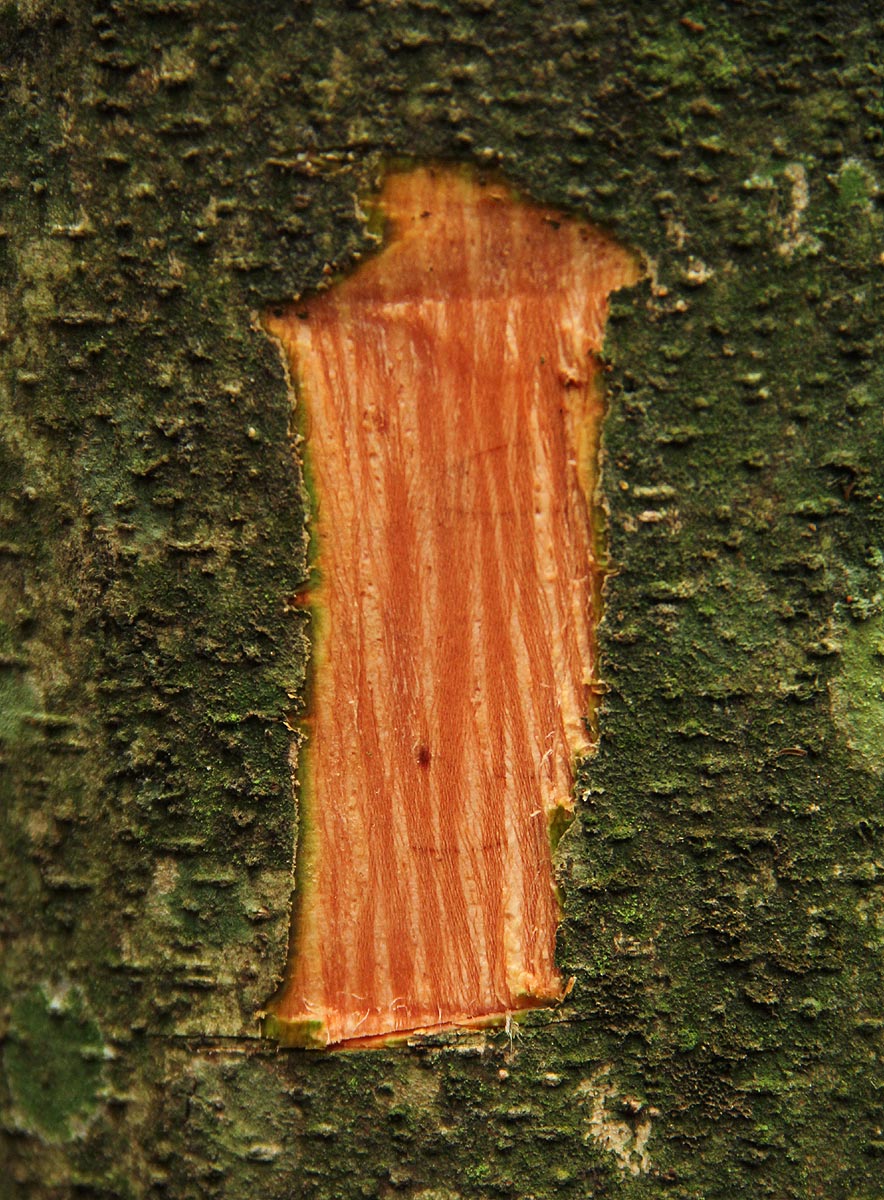 Trema orientale Trema orientale