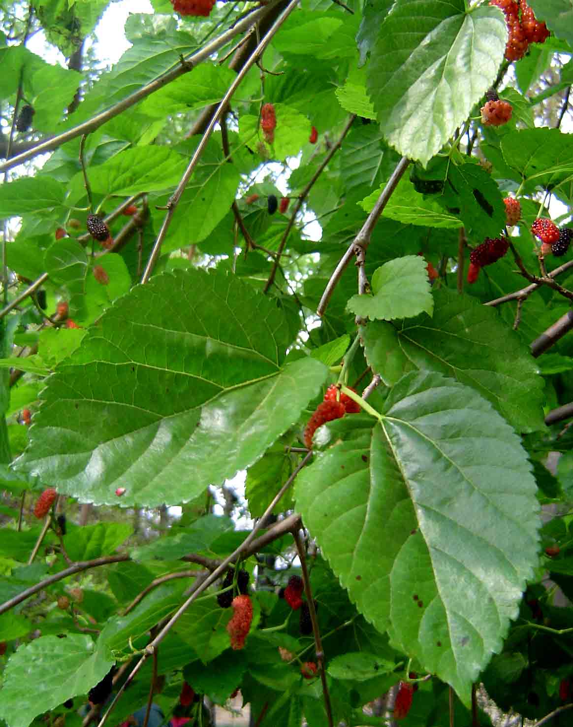 Morus alba var. alba