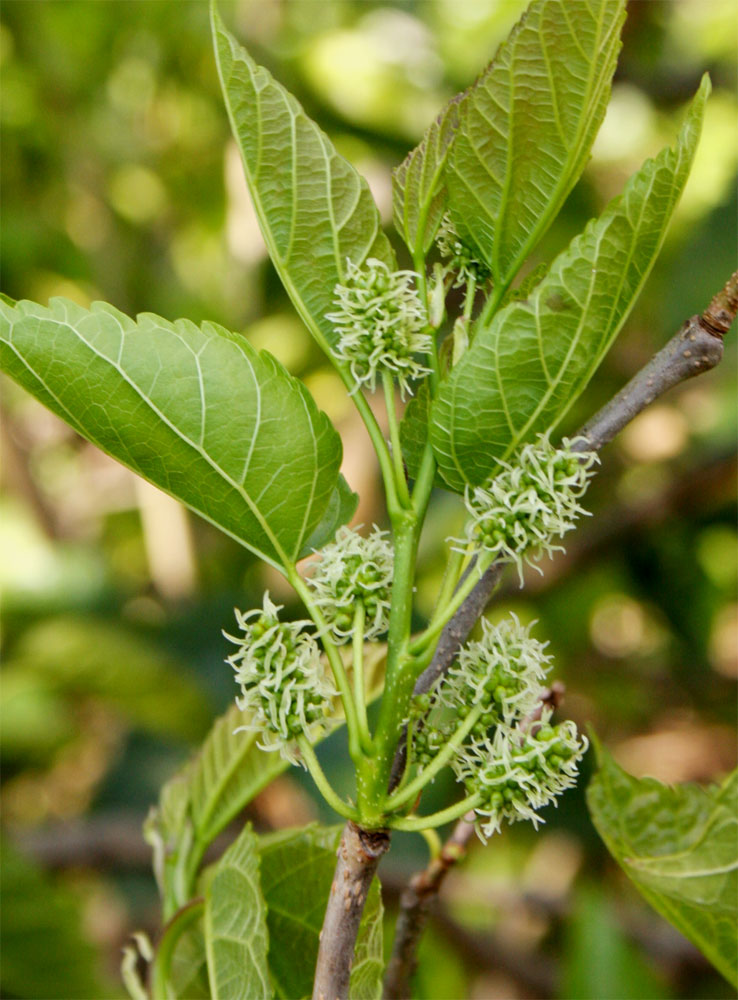 Morus alba var. alba