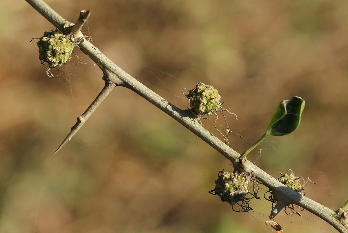 Maclura africana