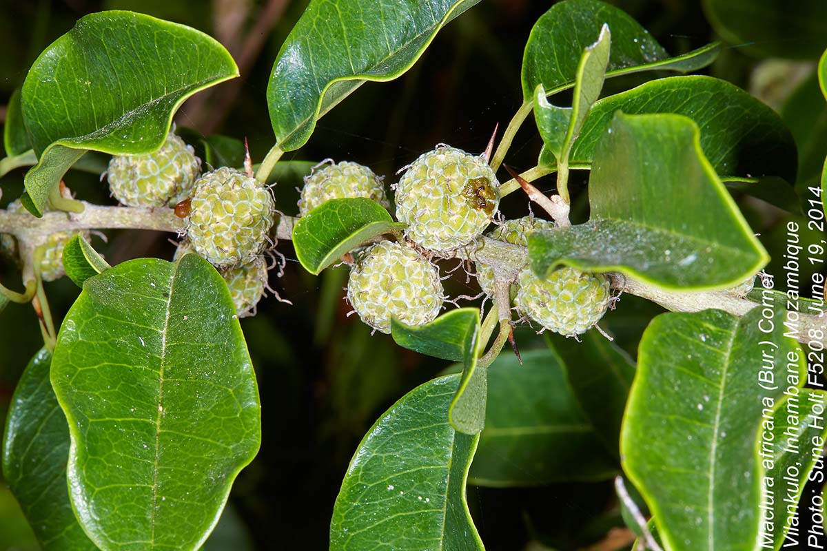 Maclura africana