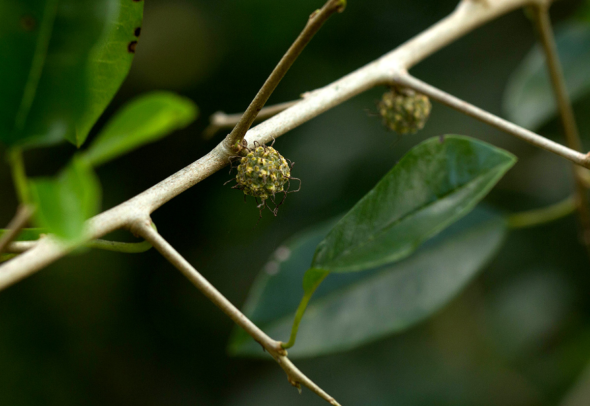 Maclura africana Maclura africana