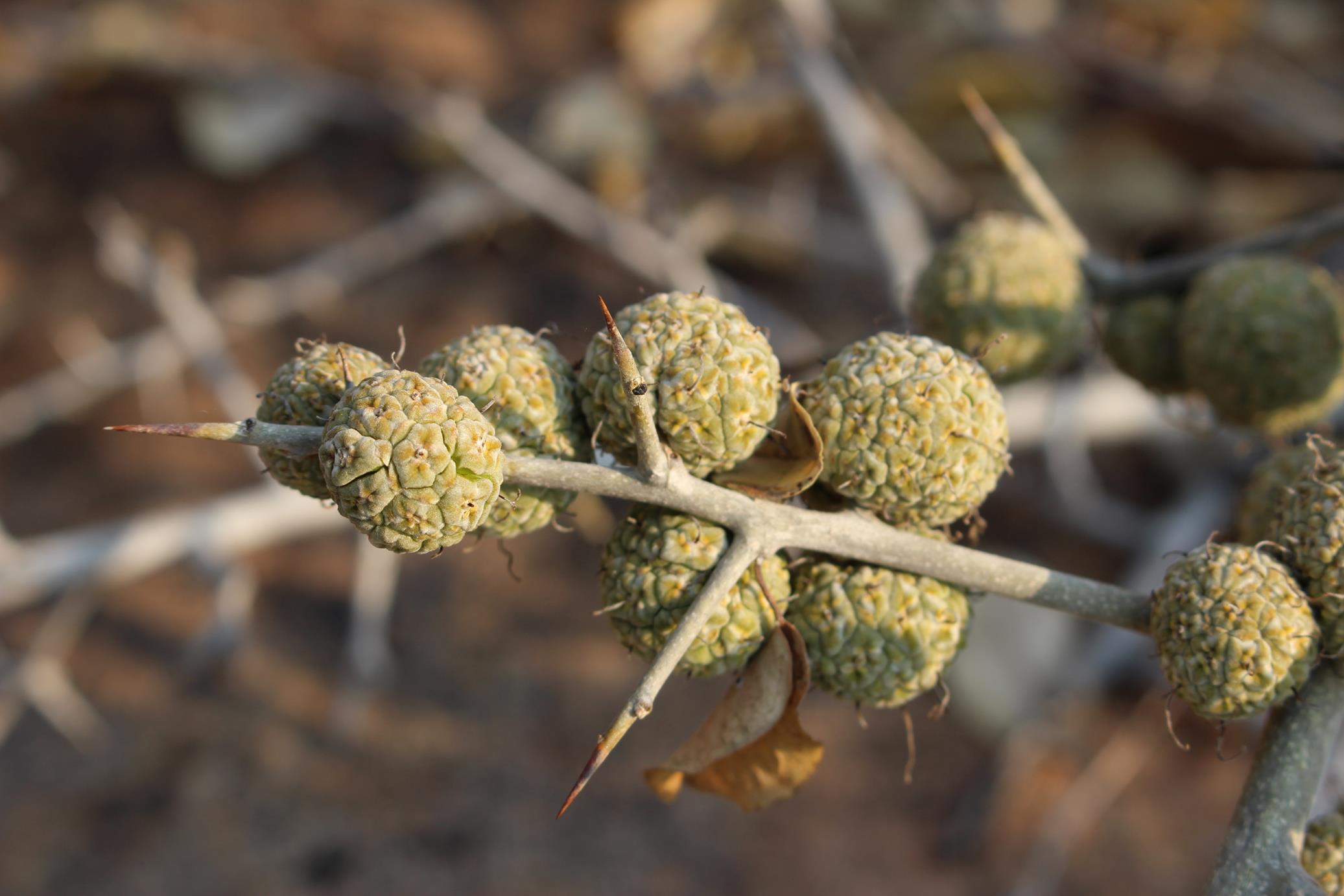 Maclura africana Maclura africana