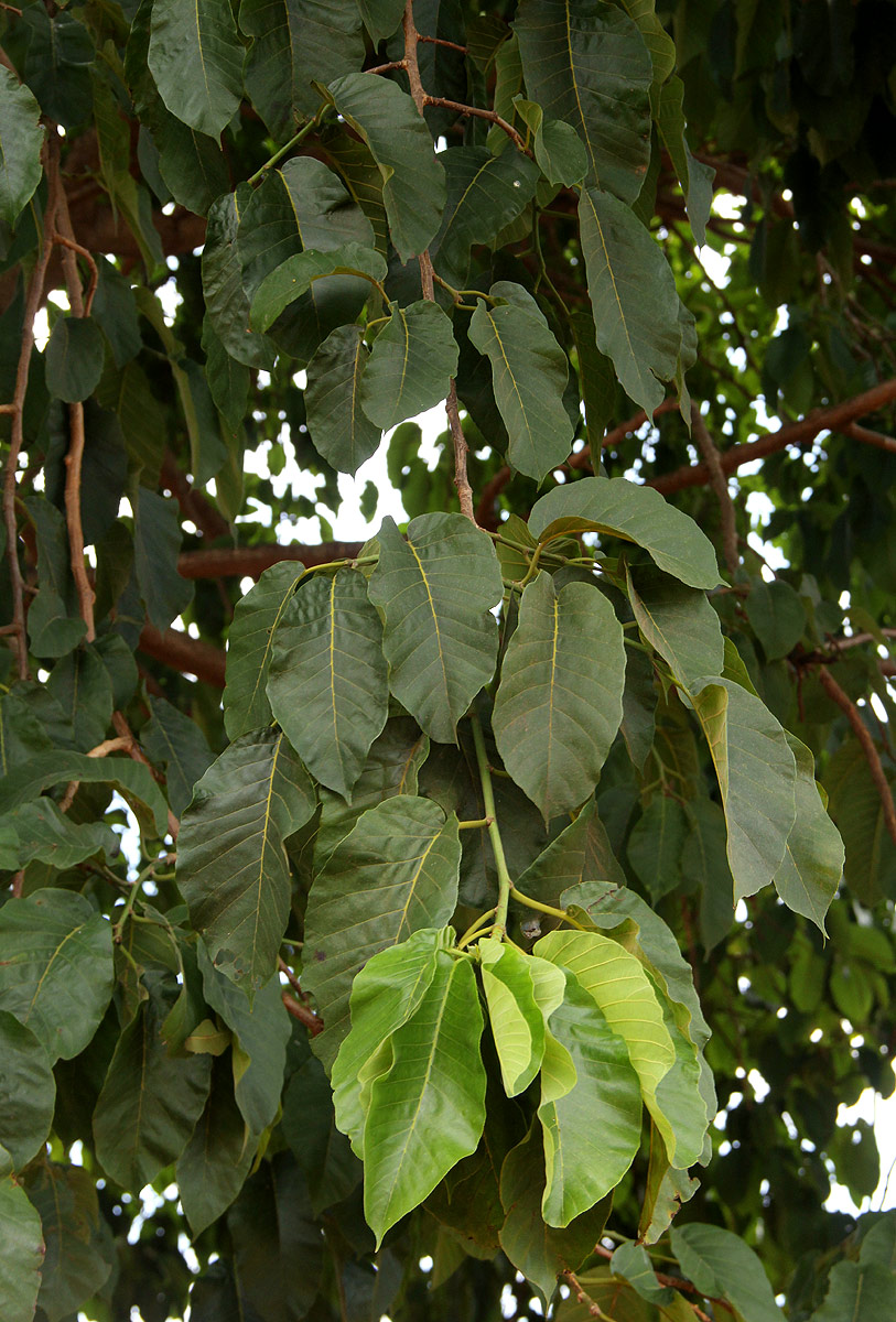 Milicia excelsa