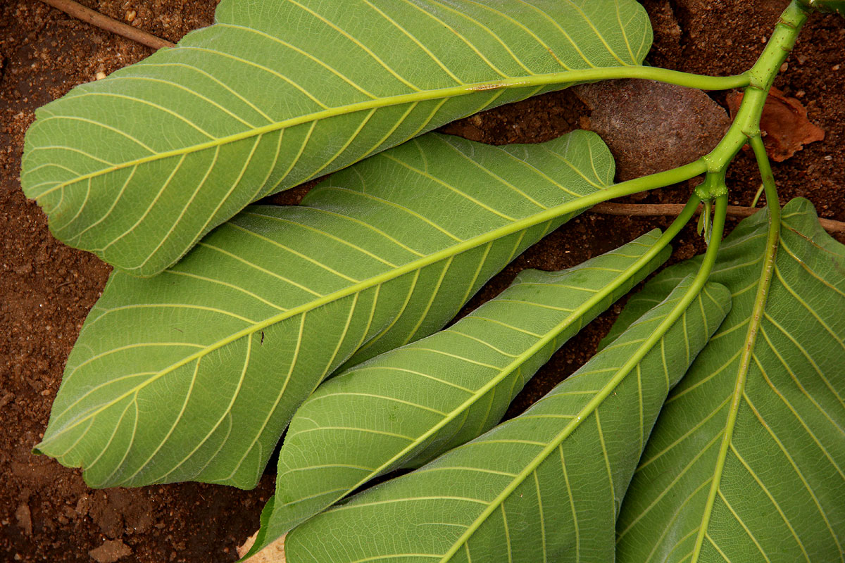 Milicia excelsa Milicia excelsa