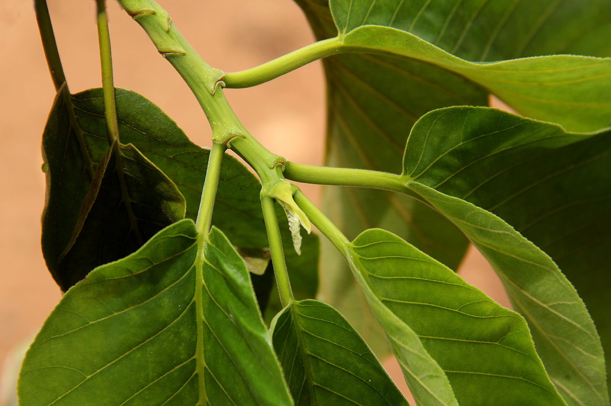 Milicia excelsa Milicia excelsa