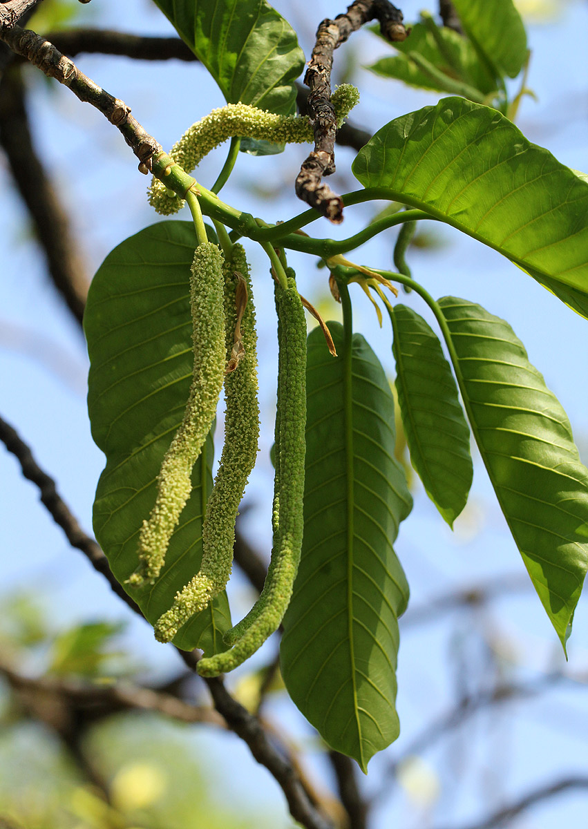 Milicia excelsa Milicia excelsa