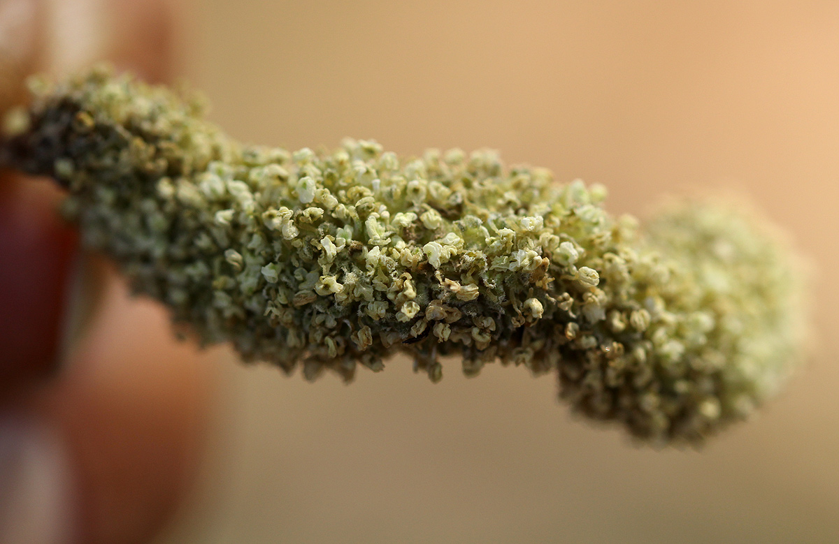 Milicia excelsa Milicia excelsa