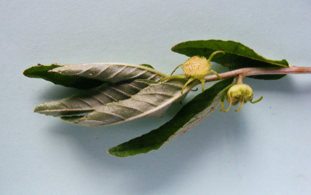 Dorstenia benguellensis