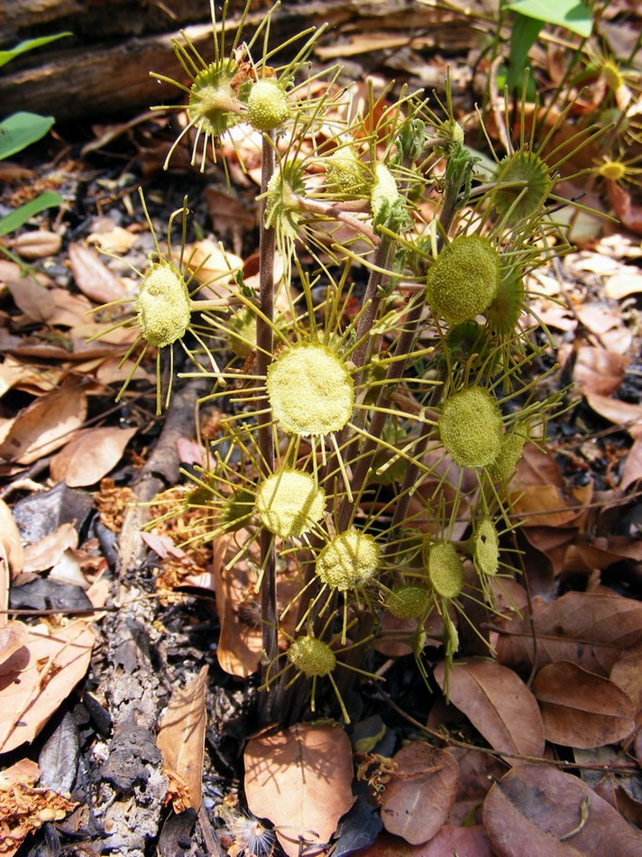 Dorstenia benguellensis