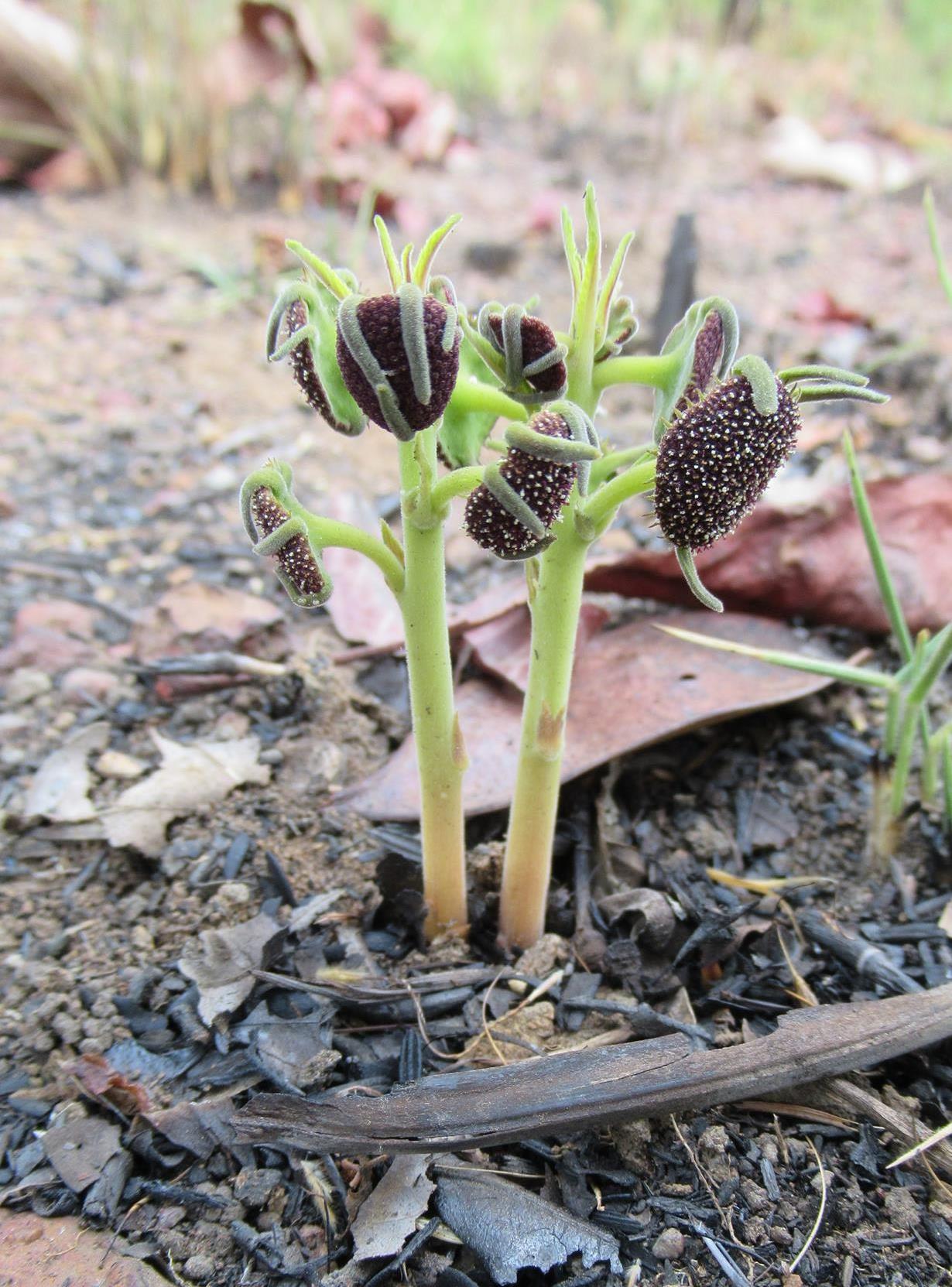 Dorstenia benguellensis Dorstenia benguellensis