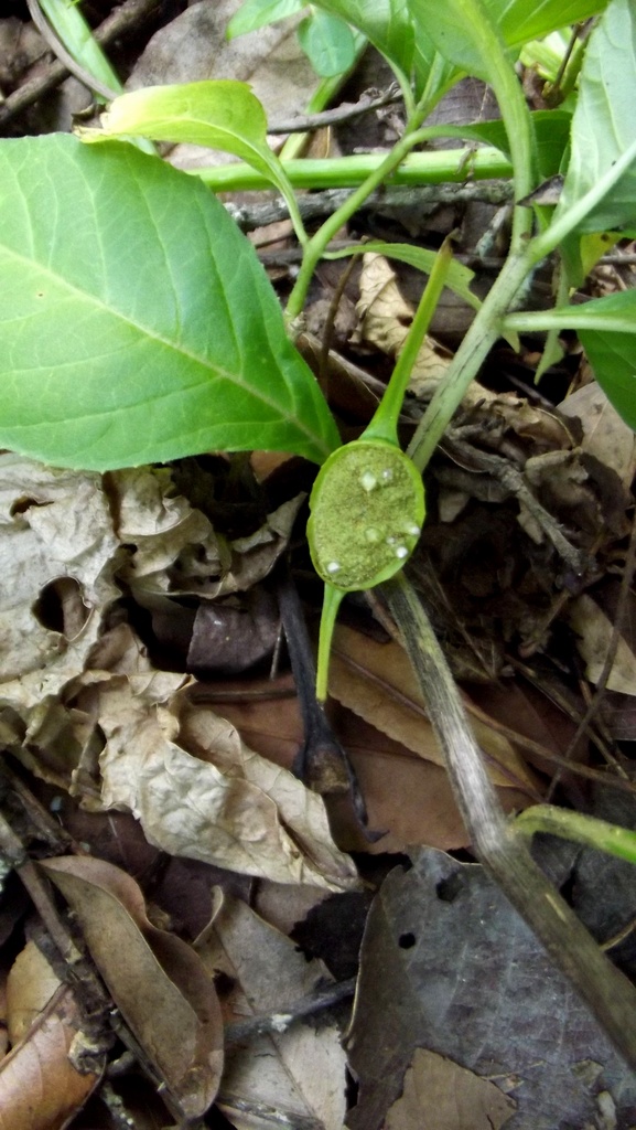 Dorstenia buchananii var. buchananii