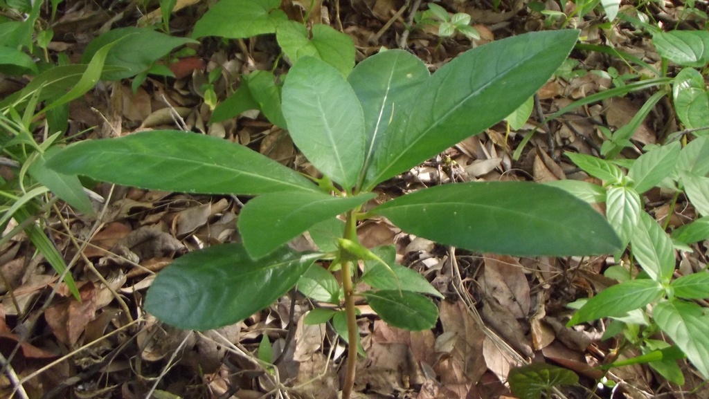 Dorstenia cuspidata var. cuspidata