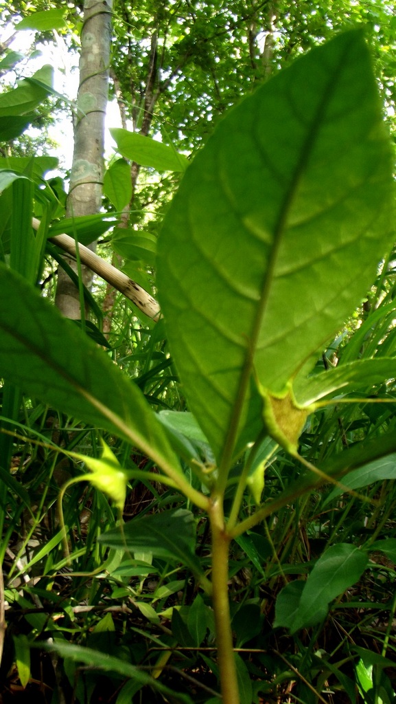 Dorstenia cuspidata var. cuspidata
