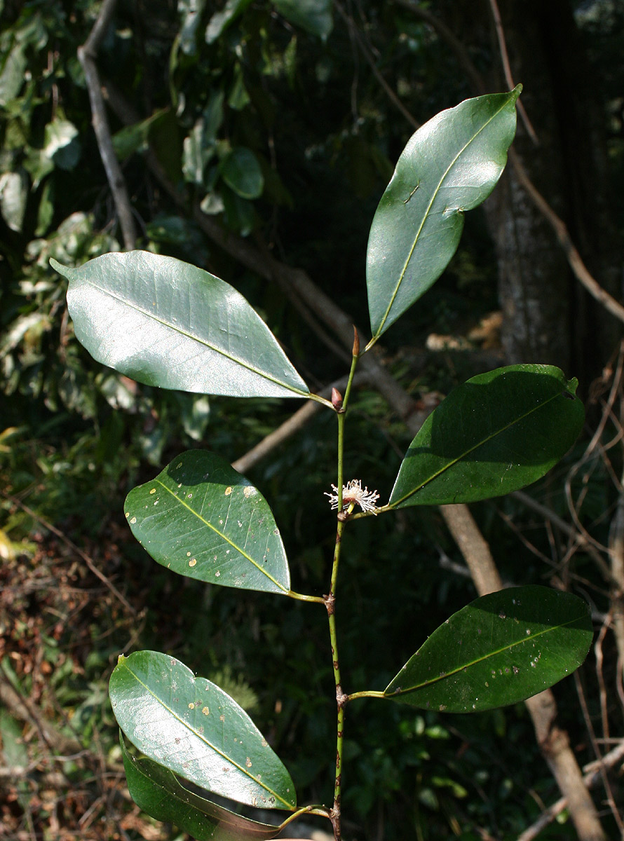 Trilepisium madagascariense