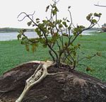 Ficus abutilifolia