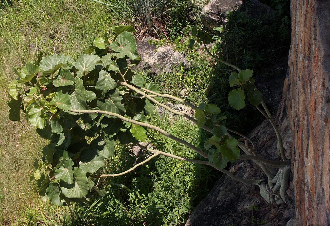 Ficus abutilifolia Ficus abutilifolia