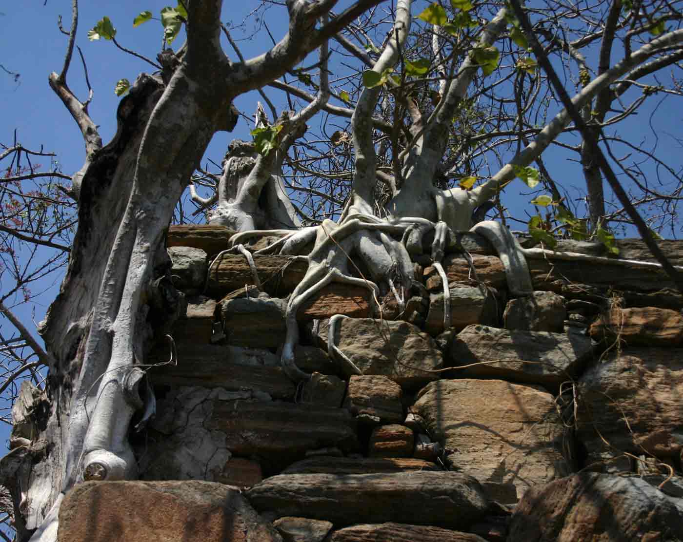 Ficus abutilifolia
