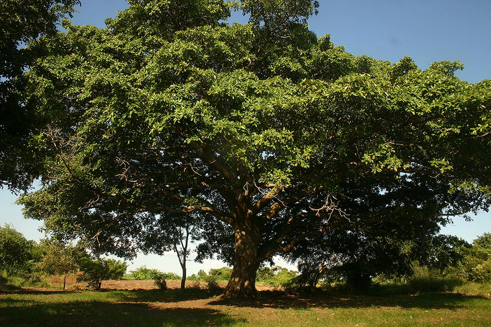 Ficus bussei
