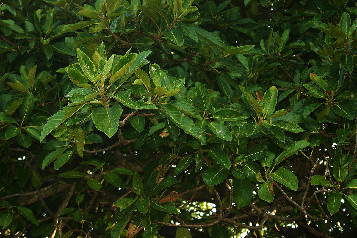 Ficus bussei