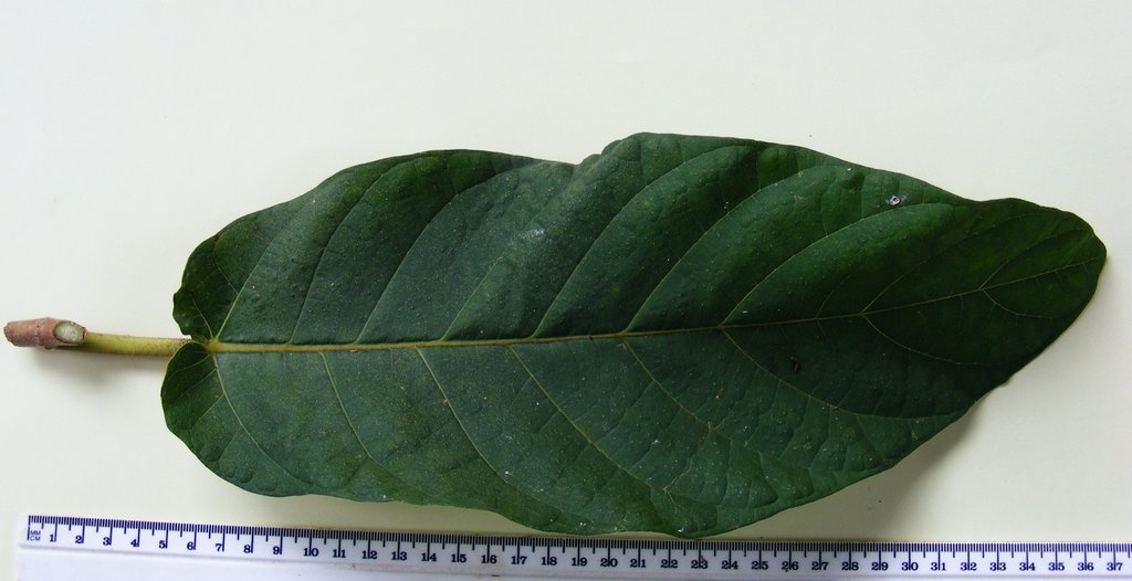 Ficus bussei Ficus bussei