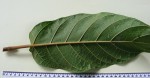 Ficus bussei