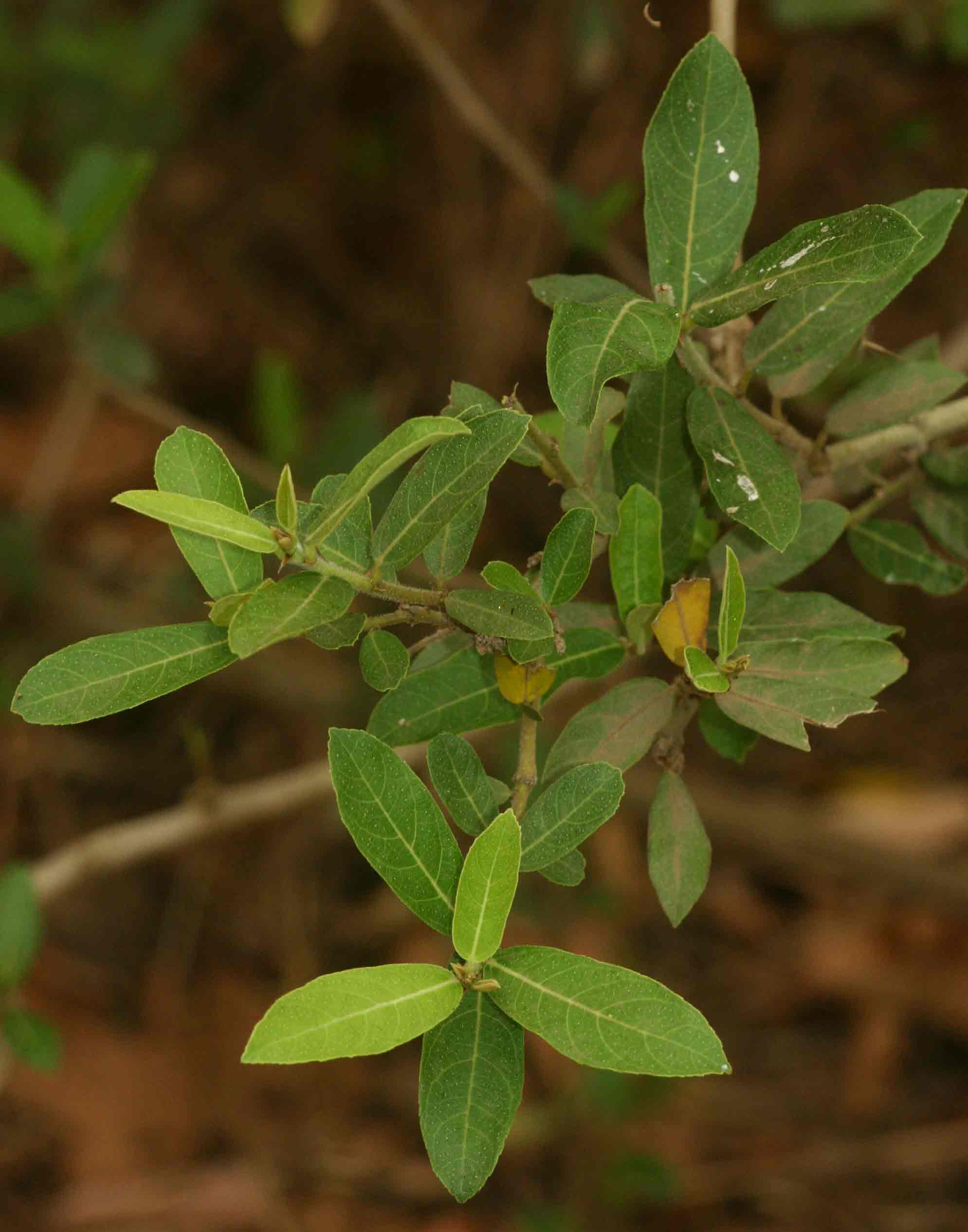 Ficus capreifolia Ficus capreifolia