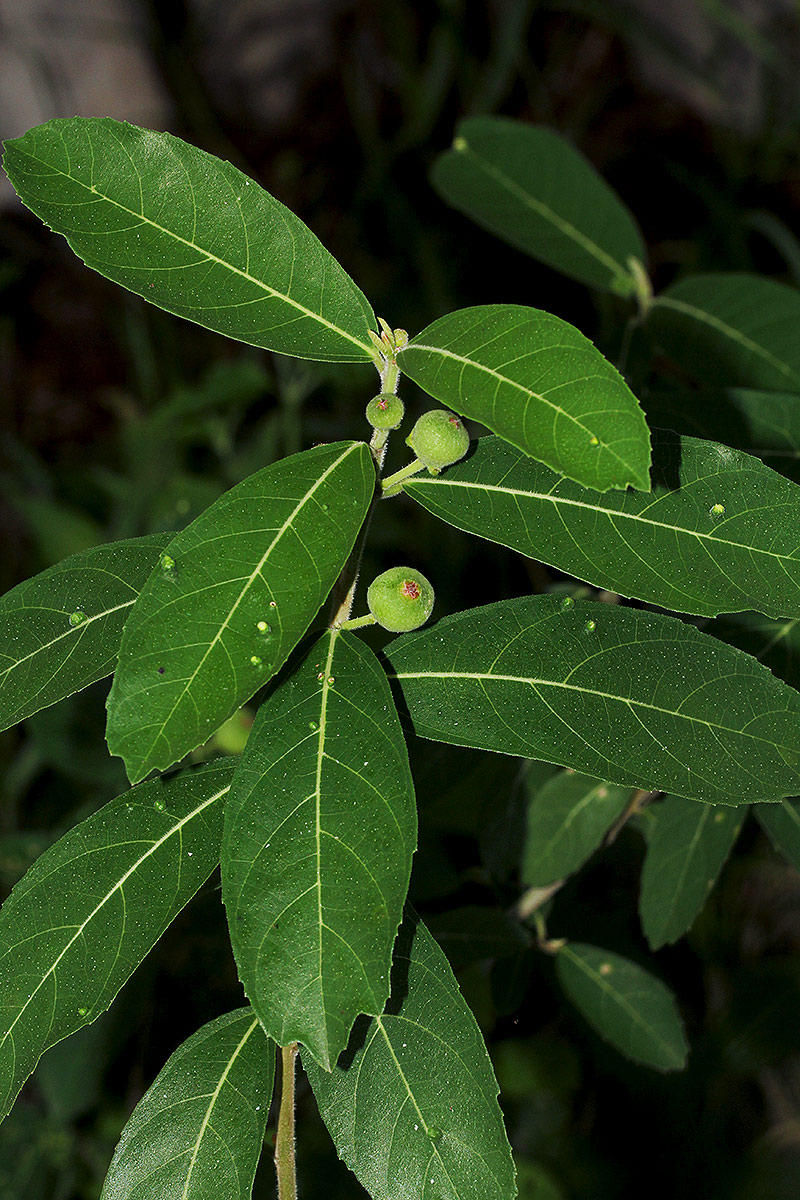 Ficus capreifolia Ficus capreifolia