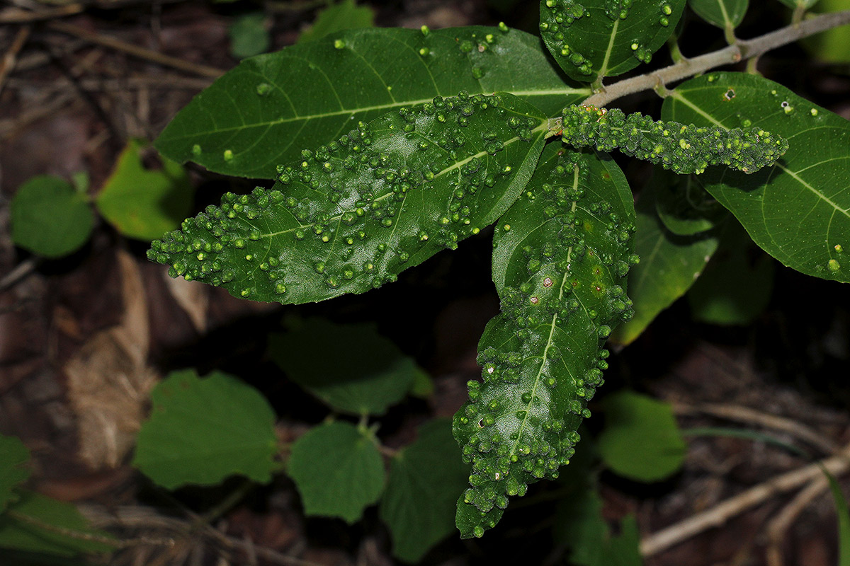 Ficus capreifolia Ficus capreifolia