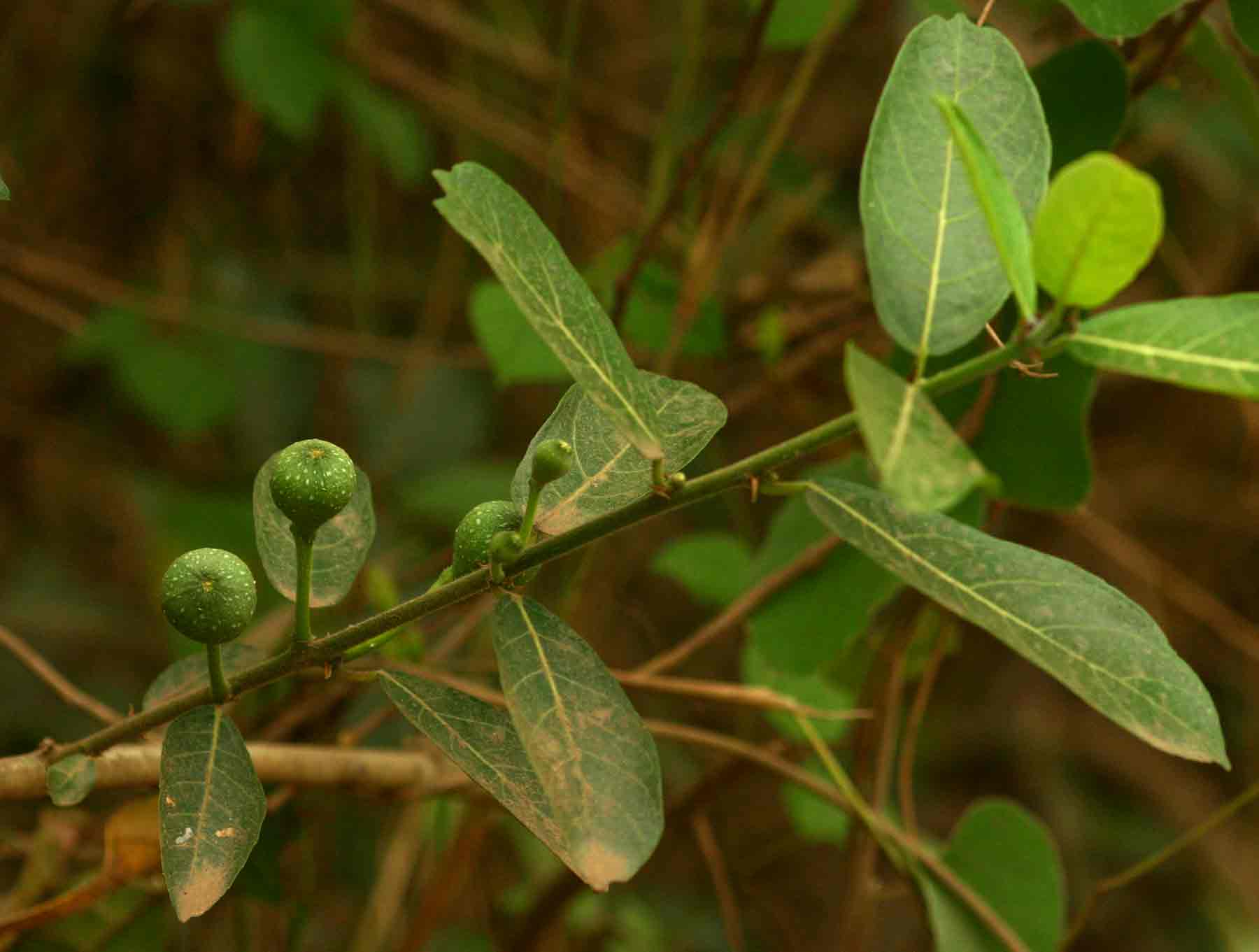 Ficus capreifolia Ficus capreifolia